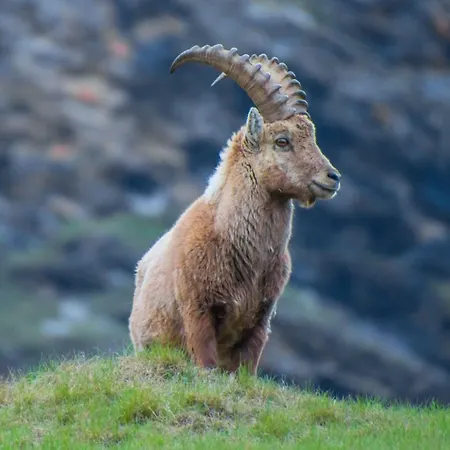 Slavica Dorfstrasse 94